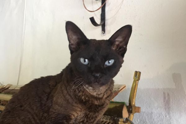 49. Skye, the TPP workshop cat
